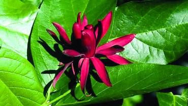 CALYCANTHUS