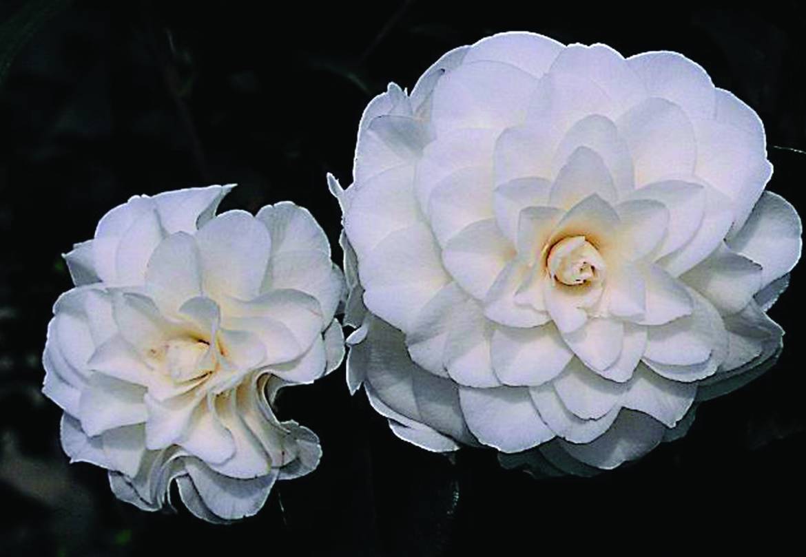 Camellia-japonica-Nuccios-Gem.jpg