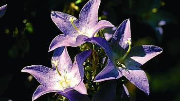 CAMPANULA