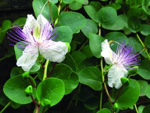 Capparis