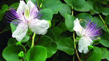 CAPPARIS