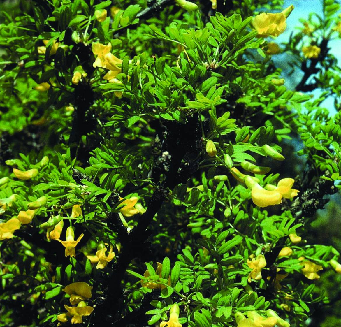Caragana-arborescens.jpg