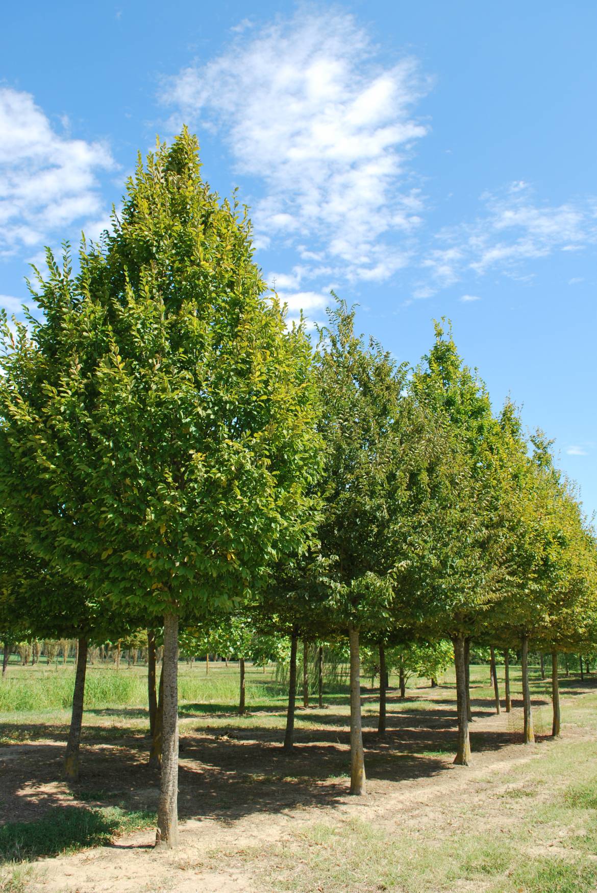 Carpinus-betulus-1.jpg