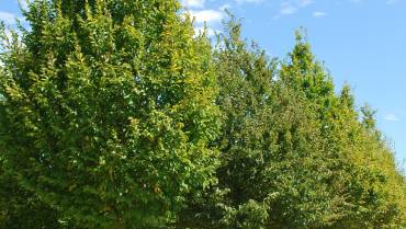 CARPINUS