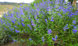 CARYOPTERIS