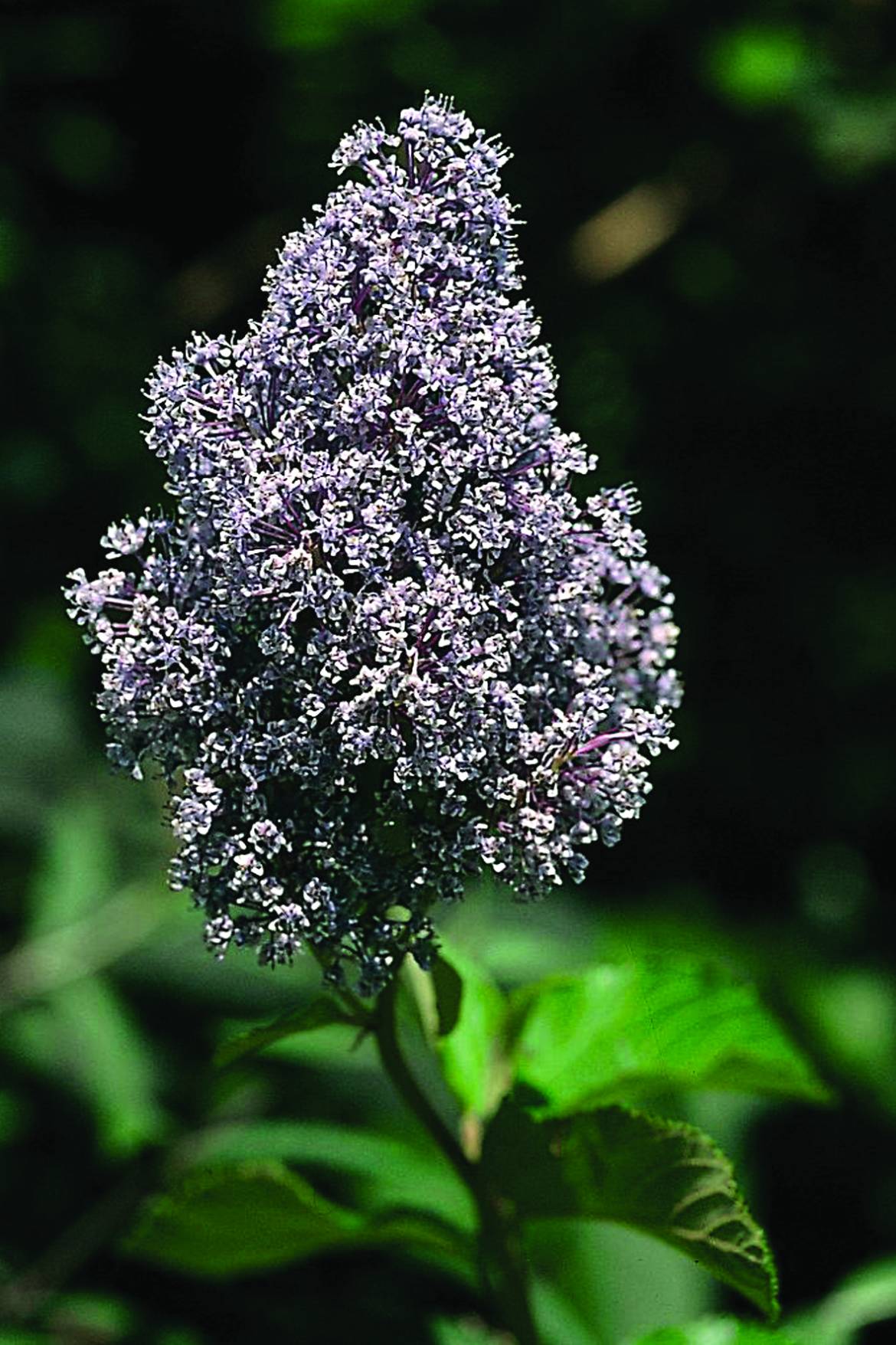 Ceanothus-Gloire-de-Versailles.jpg