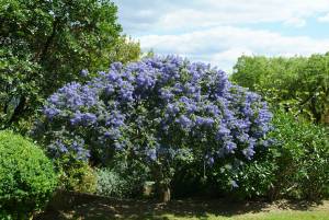 Ceanothus