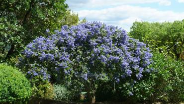 CEANOTHUS – parte 2