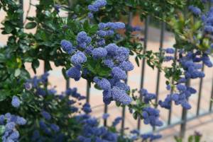 Ceanothus