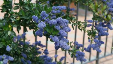 CEANOTHUS – parte 1