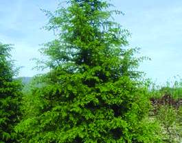 CEDRUS