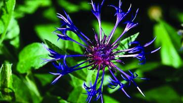 CENTAUREA