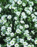 CERASTIUM