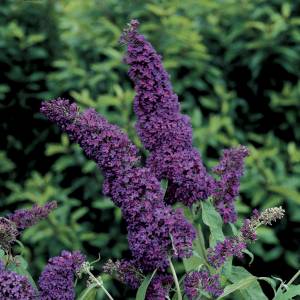 buddleja