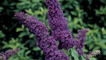 BUDDLEJA