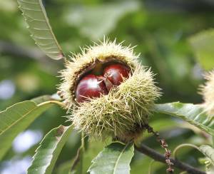 castanea