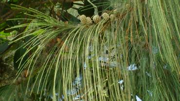 CASUARINA