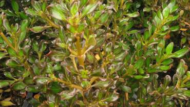 COPROSMA