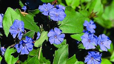 CERATOSTIGMA