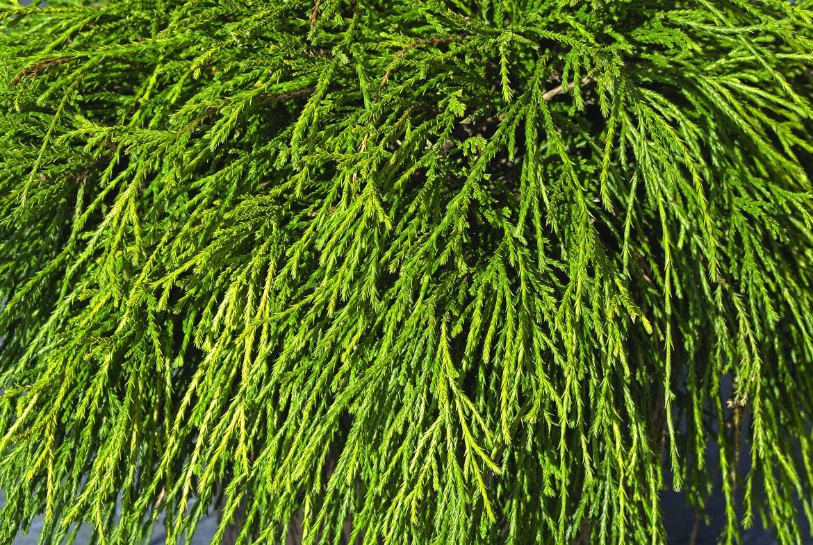 Chamaecyparis-pisifera-Sun-Gold.jpg