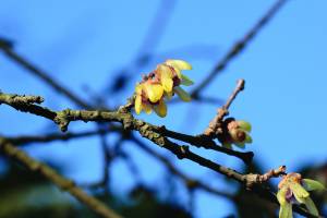 chimonanthus