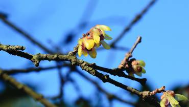 CHIMONANTHUS