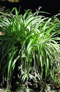 chlorophytum