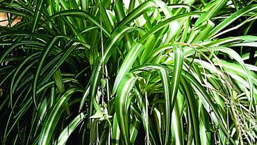 CHLOROPHYTUM