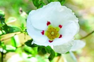 cistus