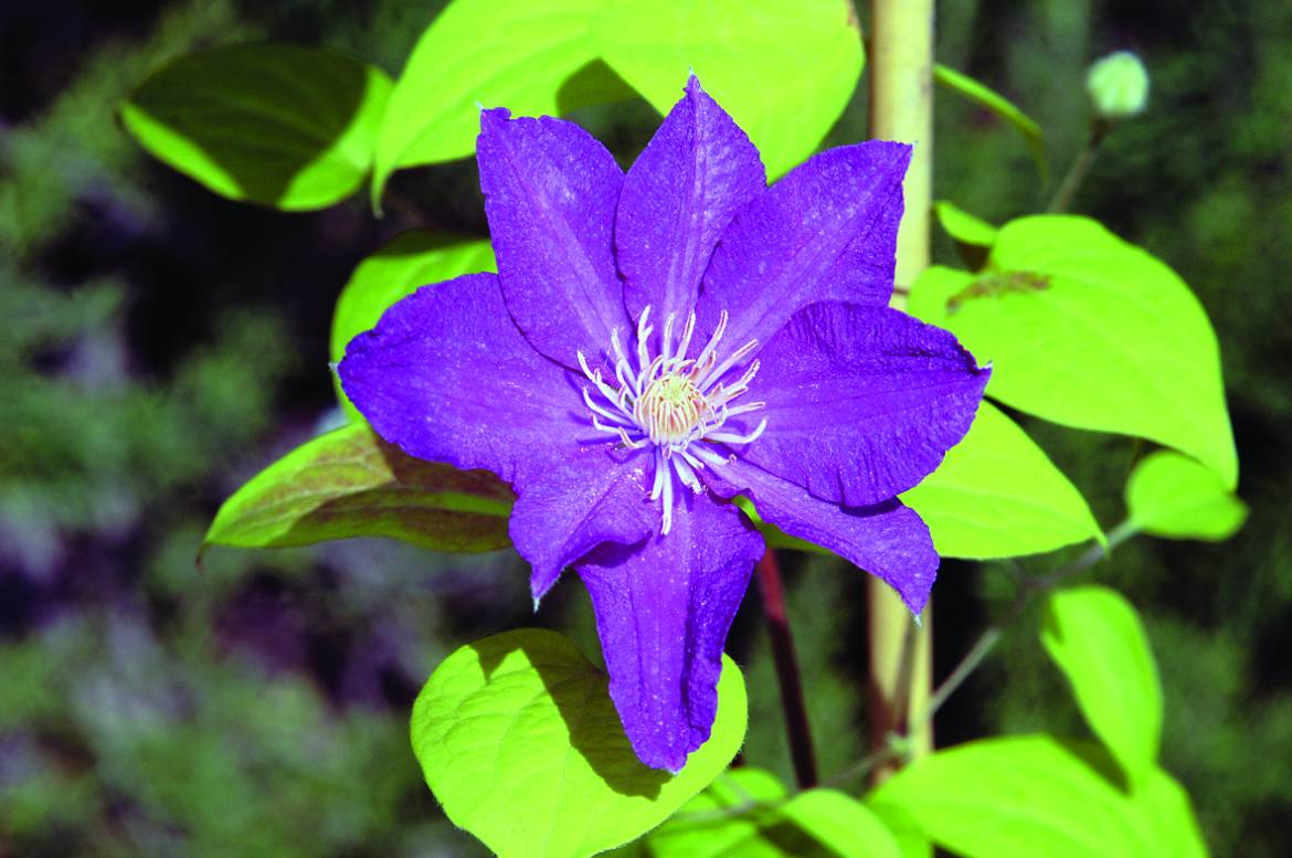 Clematis-Ernest-Markham-001.jpg