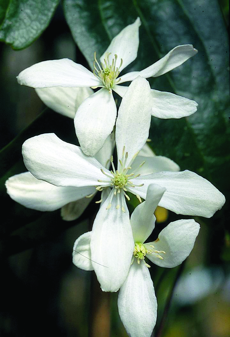 Clematis-armandii-Apple-Blossom.jpg