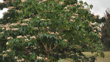 CLERODENDRUM