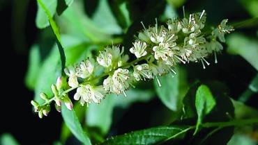 CLETHRA