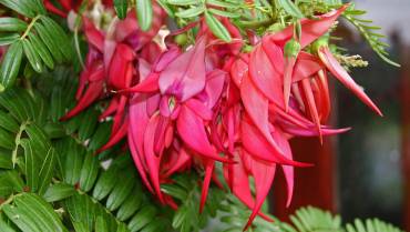 CLIANTHUS