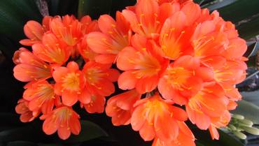 CLIVIA