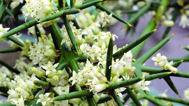 COLLETIA