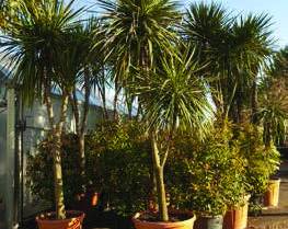 CORDYLINE