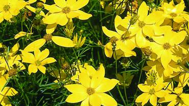 COREOPSIS