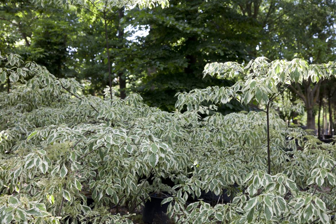 Cornus-controversa-variegata-_MG_0008.jpg