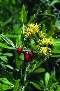 Corokia