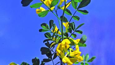 CORONILLA