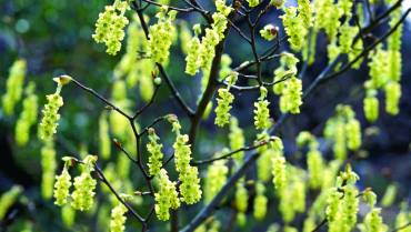 CORYLOPSIS