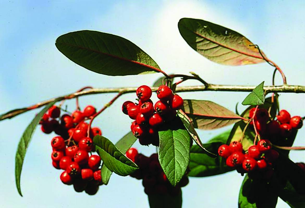 Cotoneaster-lacteus.jpg