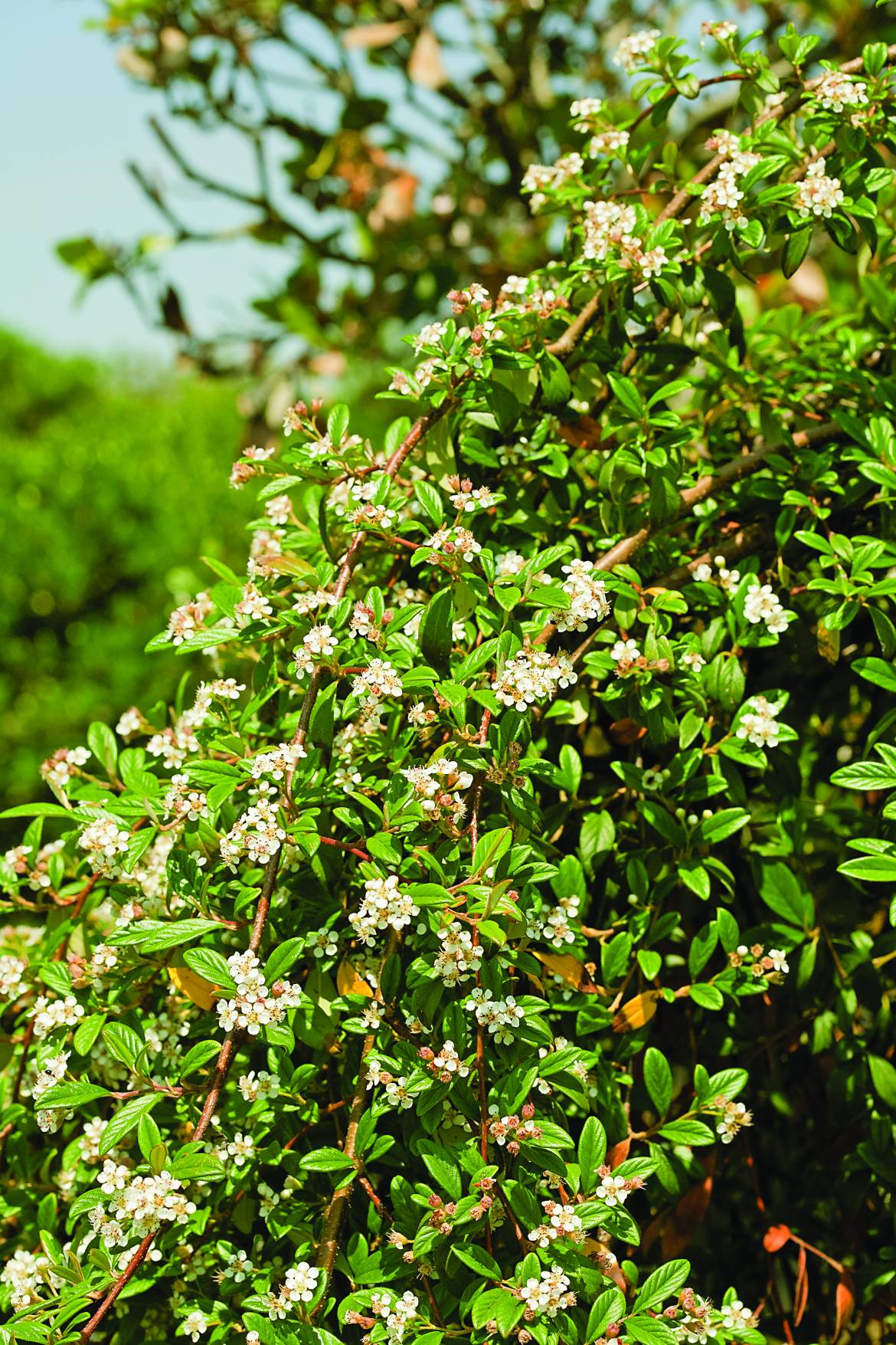 Cotoneaster-salicifolia-Repens_0001.jpg
