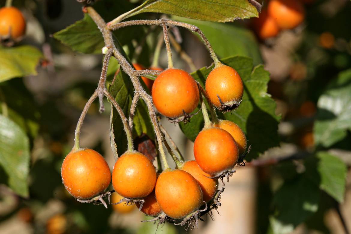 Crataegus-x-lavallei-005.jpg