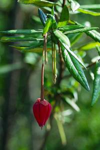 Crinodendron