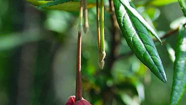 CRINODENDRON