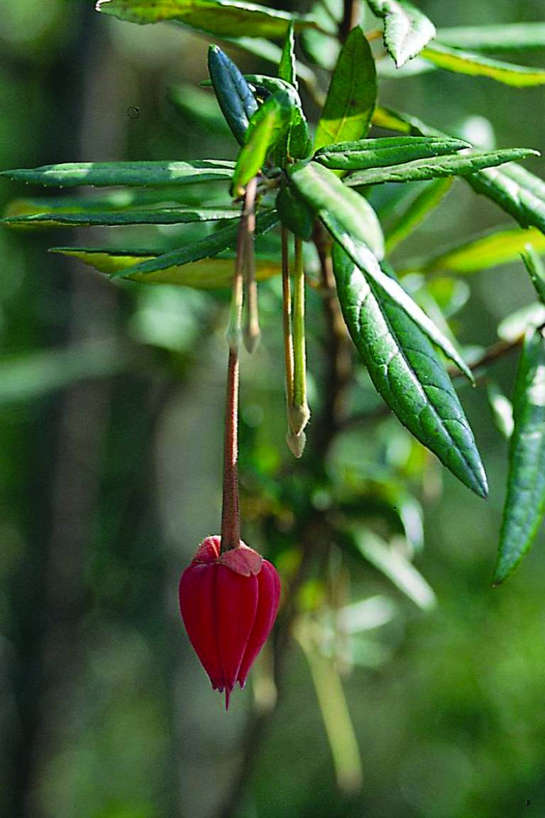 CRINODENDRON Catalogo Margheriti