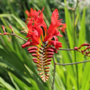 Crocosmia