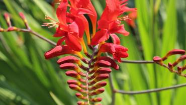 CROCOSMIA